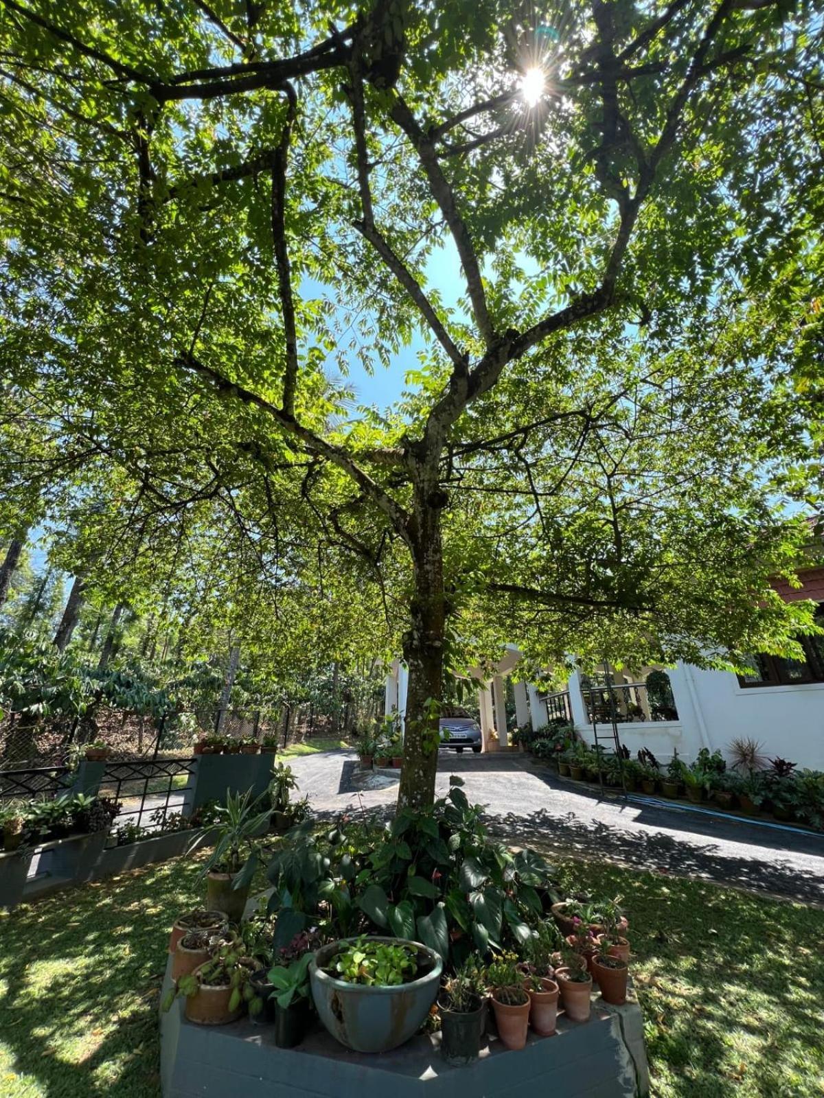Emerald Castle Villa Madikeri Εξωτερικό φωτογραφία